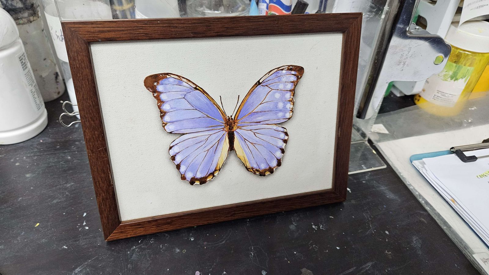 butterfly